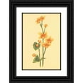 thumbnail image 1 of PI Collection 17x24 Black Ornate Wood Framed with Double Matting Museum Art Print Titled - Calthra Palustris, 1 of 4
