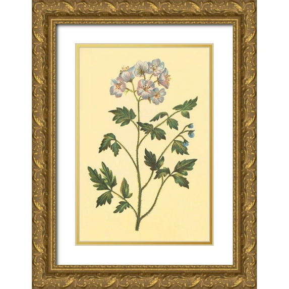 PI Collection 17x24 Gold Ornate Wood Framed with Double Matting Museum Art Print Titled - Cut Leaved Phacelia