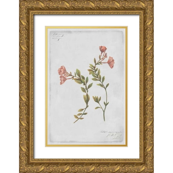 PI Collection 17x24 Gold Ornate Wood Framed with Double Matting Museum Art Print Titled - Epilobium Rigidum