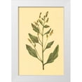 thumbnail image 1 of PI Collection 17x24 White Modern Wood Framed Museum Art Print Titled - Lambs Quarters, 1 of 4