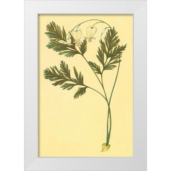 PI Collection 17x24 White Modern Wood Framed Museum Art Print Titled - Squirrel Corn