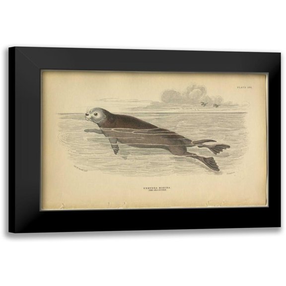 PI Collection 18x13 Black Modern Framed Museum Art Print Titled - Sea Otter