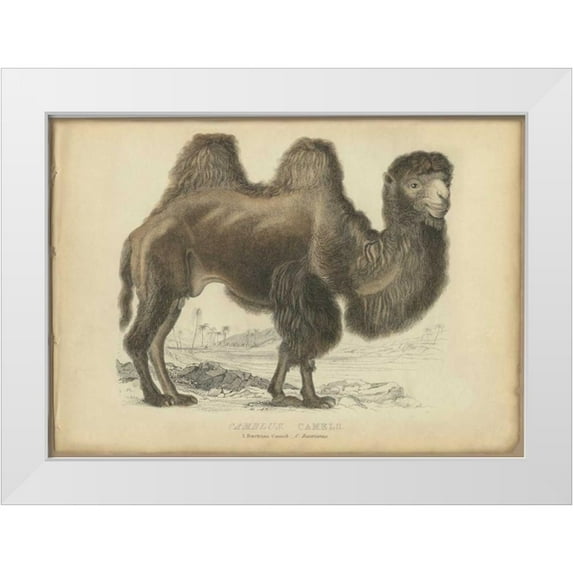 PI Collection 18x14 White Modern Wood Framed Museum Art Print Titled - Camel Dromedary