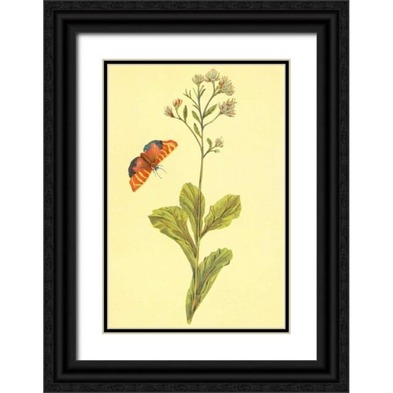 PI Collection 23x32 Black Ornate Wood Framed with Double Matting Museum Art Print Titled - Sedum Telephium