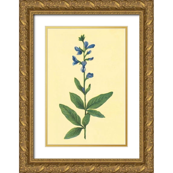 PI Collection 23x32 Gold Ornate Wood Framed with Double Matting Museum Art Print Titled - Tick Trefoil