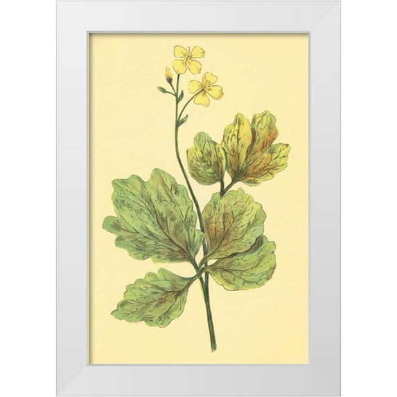 PI Collection 23x32 White Modern Wood Framed Museum Art Print Titled - Chelidonium Majus
