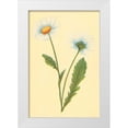 thumbnail image 1 of PI Collection 23x32 White Modern Wood Framed Museum Art Print Titled - Ox Eye Daisy with Whiteweed, 1 of 4