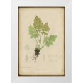 thumbnail image 1 of PI Collection 23x32 White Modern Wood Framed Museum Art Print Titled - Roots, 1 of 4