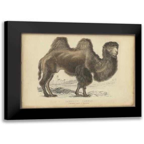 PI Collection 24x18 Black Modern Framed Museum Art Print Titled - Camel Dromedary