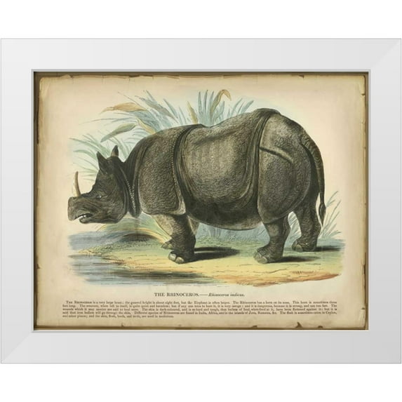 PI Collection 32x26 White Modern Wood Framed Museum Art Print Titled - Rhino
