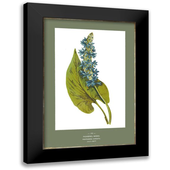 PI Studio 11x14 Black Modern Framed Museum Art Print Titled - Green Botanics V