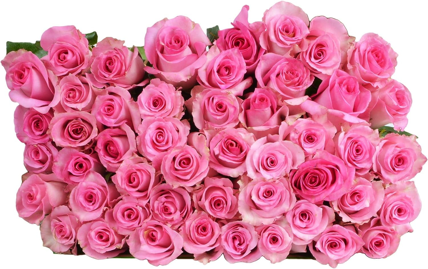 PICK YOUR OWN DELIVERY DATE 50 Pink Roses Bulk Fresh Flowers