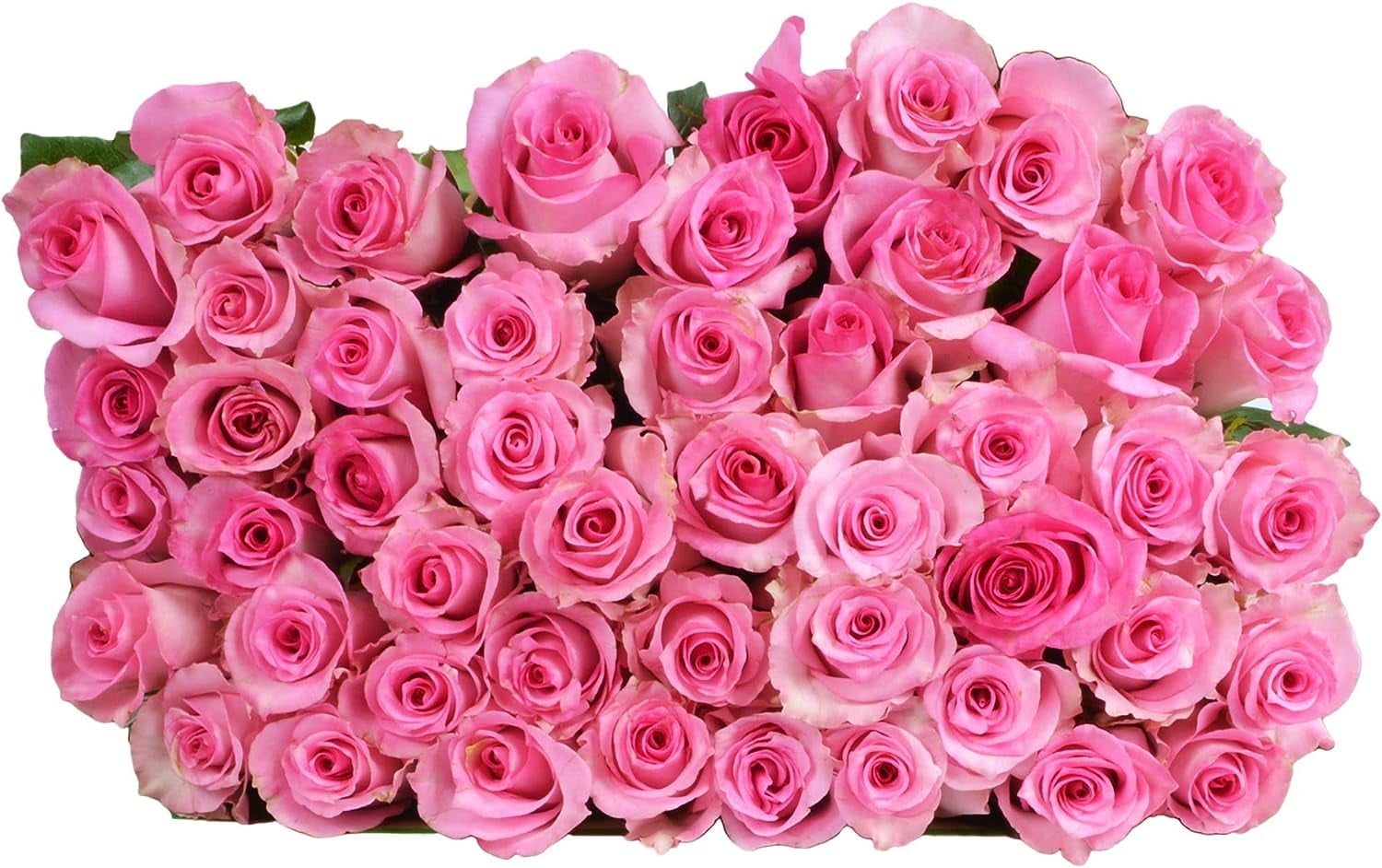 PICK YOUR OWN DELIVERY DATE | 50 Pink Roses Bulk Fresh Flowers | Designed by Arabella Bouquets