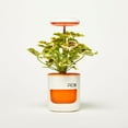 thumbnail image 1 of PICO Planter, 1 of 3