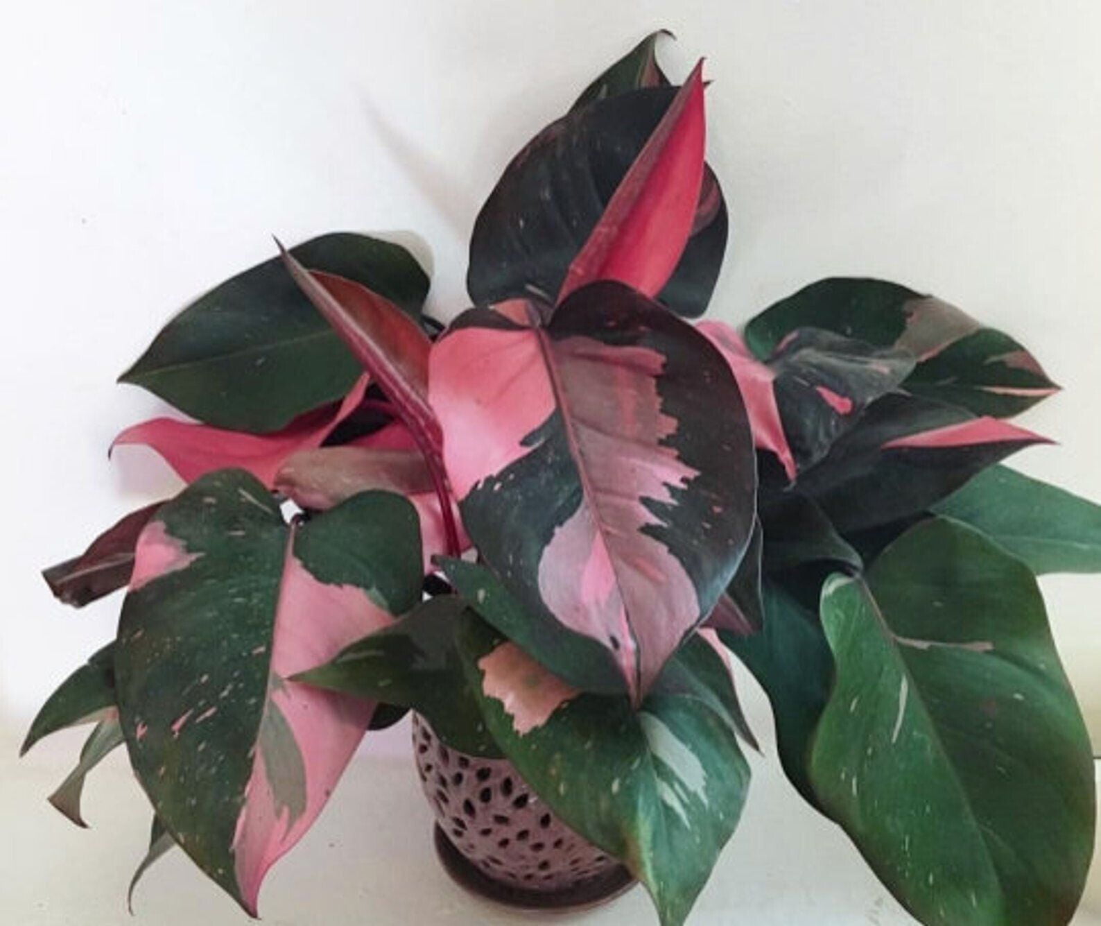 2. Princess Of Vines: Unveiling The Enchanting Philodendron Pink Princess