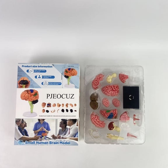 PJEOCUZ Anatomical models for instructional and educational purposes, and a small human brain model used for anatomical research