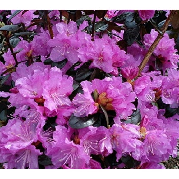 PJM Elite Lavender Rhododendron - Live Plant ( 1 QT )