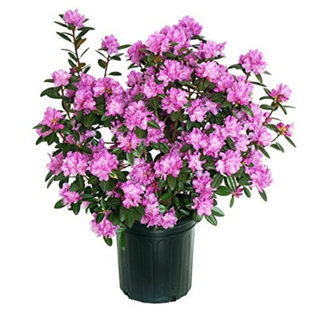 PJM Elite Rhododendron