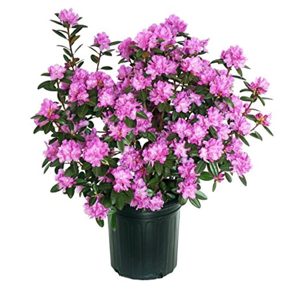 PJM Elite Rhododendron