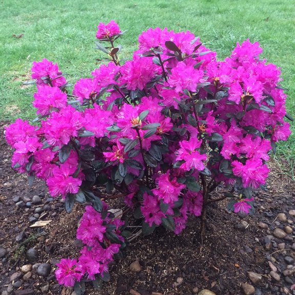PJM Elite Star Rhododendron Bush Potted Broadleaf Evergreen Flowering Shrub, in a 2.50 Qt. Pot