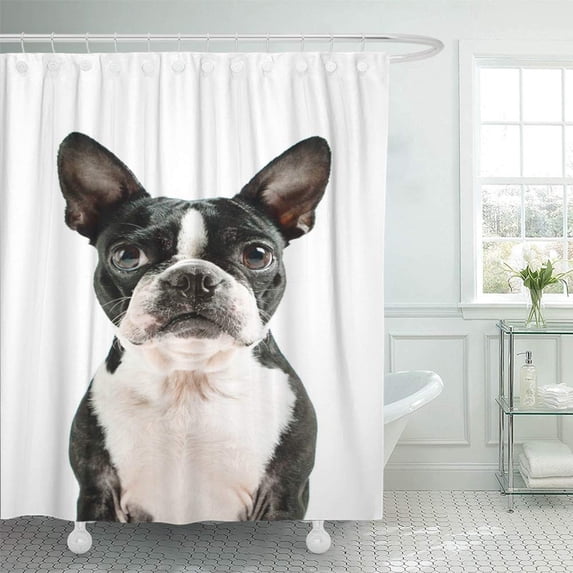 PKNMT White Boston Terrier Animal Attentive Black Breed Canine Color Cute Bathroom Shower Curtain 66x72 inch