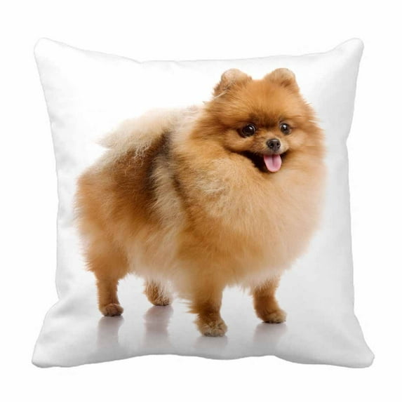 PKQWTM spitz Pomeranian dog Bed Decor Pillow Cases Zippered Cushion Cover Size 20x20 Inches