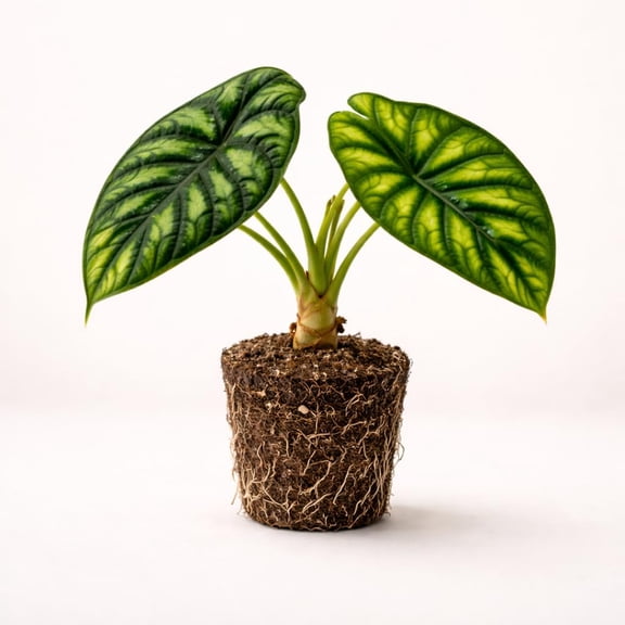 PLANT NOOK Alocasia Dragon Scale Live Plant Starter Plant | Jewel Alocasia baginda Houseplant | Scaled Texture Leaves | Bright Indirect Light Tropical Plant