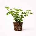 thumbnail image 1 of PLANT NOOK Arapaho Thornless BlackBerry Live Plant Starter Plug 2-Pack | Early Ripening Erect Berry Bush with Small Seeds | Home Orchard Fruit Plant | Full Sun, 1 of 1