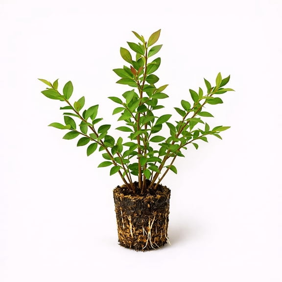 PLANT NOOK Blueberry Sunshine Blue Live Plant Starter Plug 2-Pack | Compact Semi-Dwarf Blueberry for Containers | Low Chill Self-Fertile Variety | Full Sun