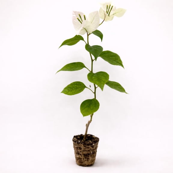 PLANT NOOK Bougainvillea 'Ms Alice White' Live Plant Starter Plug 2-Pack | Pure White Flowering Climbing Vine for Trellis, Patio & Garden | Drought Tolerant, Full Sun Tropical Plant