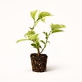 PLANT NOOK Bougainvillea ‘Raspberry Ice’ Live Plant Starter Plug 2-Pack ...