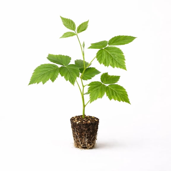 PLANT NOOK Boysenberry Live Plant Starter 2-Pack | Sweet Dark Berries | Trailing Bramble Vine | Trellis Friendly Fruit Plant | Full Sun
