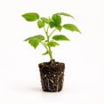thumbnail image 1 of PLANT NOOK Caroline Everbearing Raspberry Live Plant Starter Plug 2-Pack | Large Sweet Red Berries | Primocane Fruiting Berry Plant for Home Gardens, 1 of 1