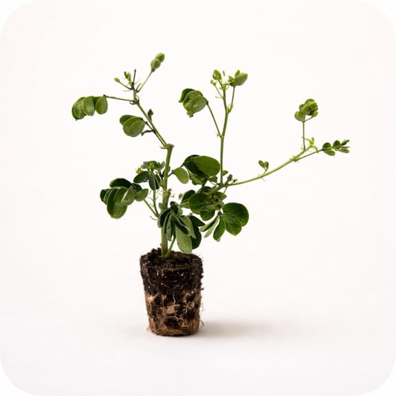 PLANT NOOK Cassia bicapsularis (Senna bicapsularis) Live Plant Starter Plug 2-Pack | Bright Yellow Fall-to-Winter Blooms, Butterfly-Friendly Shrub | Full Sun, Drought Tolerant