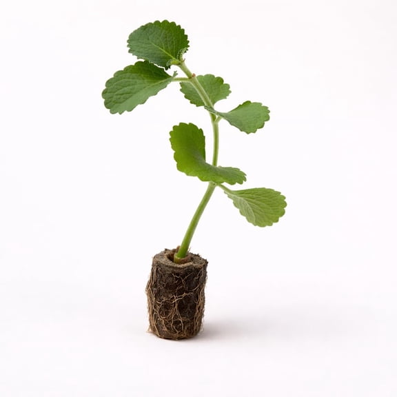 PLANT NOOK Cuban Oregano Live Starter Plant | Plectranthus amboinicus (Mexican Mint) | Aromatic Edible Herb with Thick Fuzzy Leaves | Full Sun to Partial Shade | Indoor or Patio Container Herb