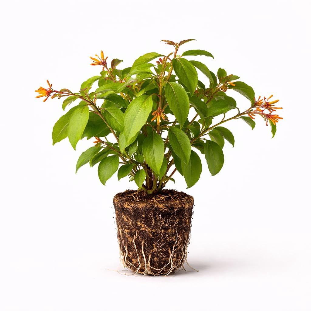 Hummingbird Strub PLANT NOOK Firefly Firebush (Hamelia Patens ‘Firefly’) Live Plant ...
