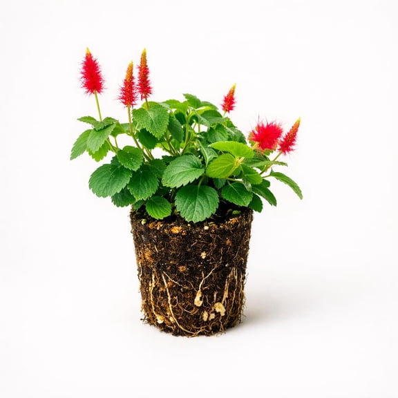 PLANT NOOK Firetail Chenille Plant (Acalypha pendula) Live Starter Plug | Trailing Red Fuzzy Blooms for Hanging Baskets Window Boxes and Patio Pots | Part Sun to Sun