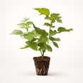 thumbnail image 1 of PLANT NOOK Glencoe Thornless Purple Raspberry Live Plant Starter Plug 2-Pack | Sweet Purple Berries | Compact Berry Bush for Home Garden Beds or Patio Growing, 1 of 1