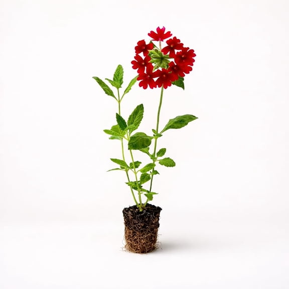 PLANT NOOK Homestead Red Verbena Live Plant Starter 2 Packs| Bright Red Blooms Spring to Frost | Spreading Groundcover for Beds, Borders, Hanging Baskets