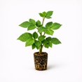 thumbnail image 1 of PLANT NOOK Natchez Thornless BlackBerry Live Plant Starter Plug 2-Pack | Early Season Large Sweet Berries |Fruit Plant for Home Orchard | Full Sun, 1 of 1