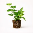 thumbnail image 1 of PLANT NOOK Navaho Thornless BlackBerry (Rubus) Live Plant Starter Plug 2-Pack | Sweet Summer Berries | Upright Canes for Small Gardens | Full Sun Fruit Bush, 1 of 1