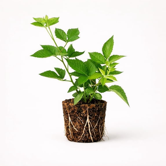 PLANT NOOK Navaho Thornless BlackBerry (Rubus) Live Plant Starter Plug 2-Pack | Sweet Summer Berries | Upright Canes for Small Gardens | Full Sun Fruit Bush