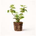 thumbnail image 1 of PLANT NOOK Osage Thornless BlackBerry Live Plant Starter Plug 2-Pack | Erect Berry Bush with Excellent Flavor and Firm Fruit | Great Fresh Market Quality | Full Sun, 1 of 1
