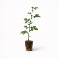 thumbnail image 1 of PLANT NOOK Ouachita Thornless BlackBerry Live Plant Starter Plug 2-Pack | Erect Berry Bush with Firm Sweet Fruit | Heavy Producer | Full Sun Home Orchard Plant, 1 of 1