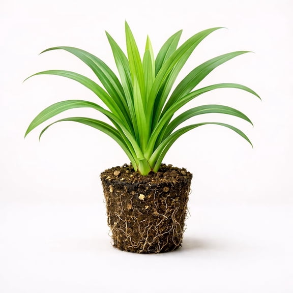 PLANT NOOK Pandan Plant Live Starter Plug | Pandanus amaryllifolius Culinary Herb Plant | Tropical Patio or Indoor Herb | Fragrant Leaves Grower