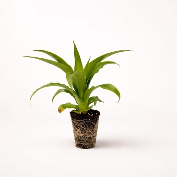 PLANT NOOK Pineapple Elite Gold Live Plant Starter Plug 2-Pack | Sweet Golden Fruit Variety | Compact Tropical Bromeliad | Full Sun Patio Container Plant