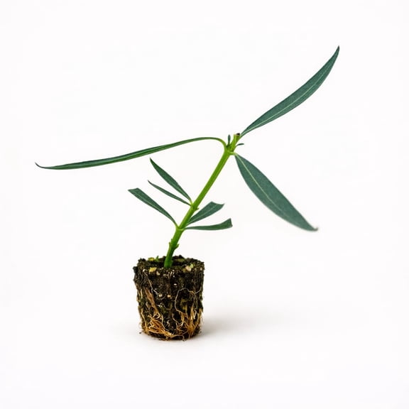 PLANT NOOK Pink Oleander (Nerium Oleander) Live Plant Starter | Fragrant Pink Blooms, Evergreen Shrub for Hedges & Screens | Full Sun, Heat & Drought Tolerant | USDA Zones 810