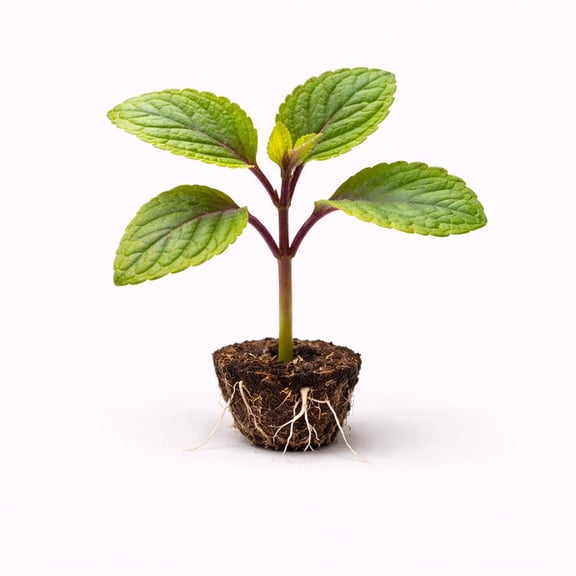 PLANT NOOK Plectranthus Plevarci Live Plant Starter Plug 2-Pack | Green Leaves with Purple Undertones | Shade Friendly Foliage Plant | Patio Container Accent