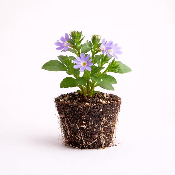 PLANT NOOK Scaevola aemula Purple Fan Live Plant Starter Plug 2-Pack | Purple Fan Flower Trailing Blooms | Heat Tolerant Full Sun Spiller for Hanging Baskets Pots Borders