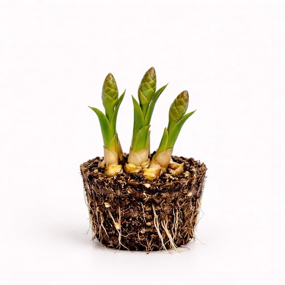 PLANT NOOK Shampoo Ginger Roots Live Starter 2-Pack | Zingiber zerumbet Awapuhi Pinecone Ginger | Tropical Plant with Natural Shampoo Flower Gel | Zones 911